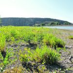 Vegetation covers the shoreline of the South Saskatchewan River near Medicine Hat, Alta.