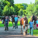 A family of four walks along a gravel drive, each with a large, haltered Clydesdale horse.