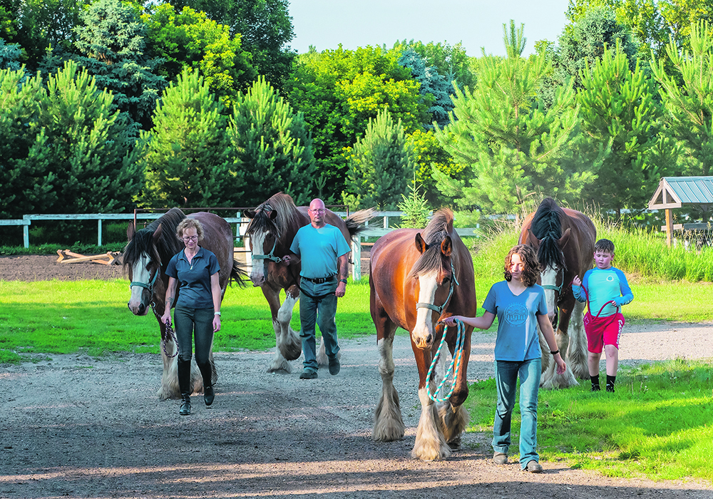 A family of four walks along a gravel drive, each with a large, haltered Clydesdale horse.