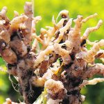 Close-up of the galls on the roots of a canola plant.