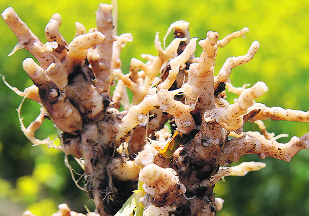 Close-up of the galls on the roots of a canola plant.