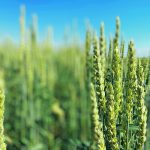 Close-up of the heads of a few plants in a field of spring wheat.