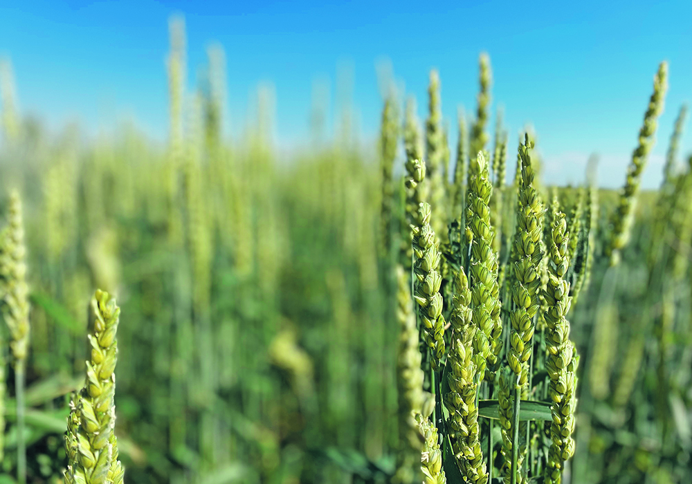 Close-up of the heads of a few plants in a field of spring wheat.