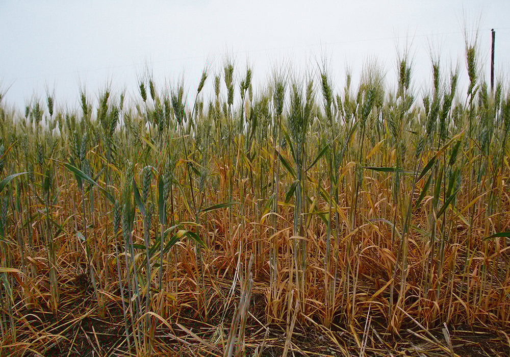 A low-angle photo of a thin durum crop.