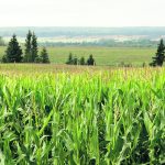 A cornfield falls away down a slight hill and into the distance.