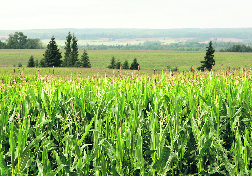 A cornfield falls away down a slight hill and into the distance.