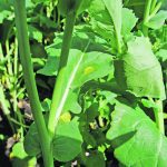 Close-up of a yellow "dropped petal" on the larger, green leaf of a canola plant.