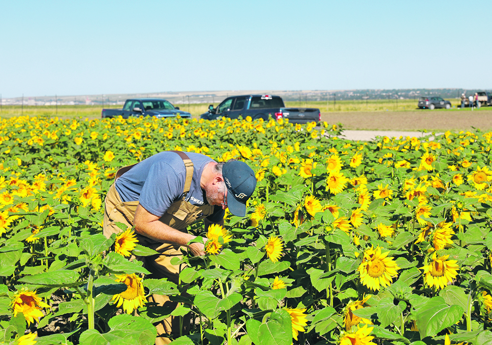 A researcher in a ball cap is bent over looking at immature sunflower plants.