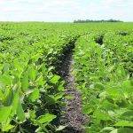 Rows of lush, green soybean plants shot from a low angle.
