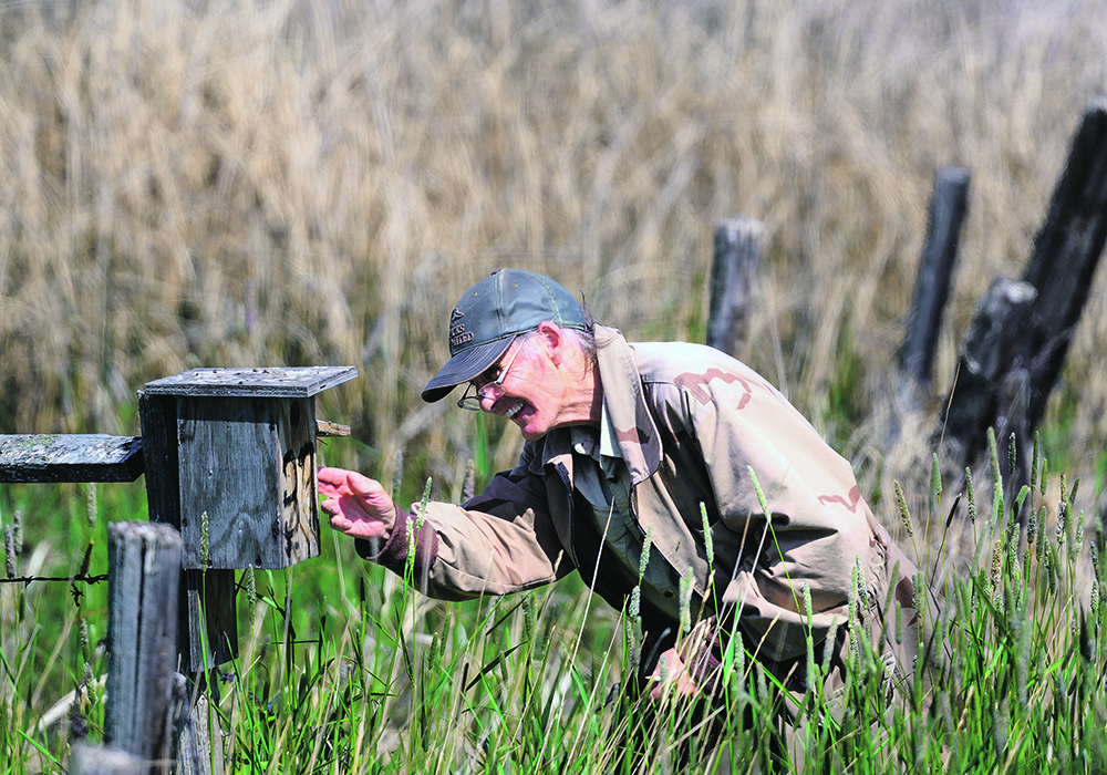 A man checks on a nest box mounted on one post of an old barbed-wire fence.