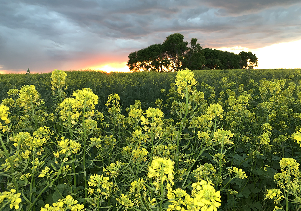 Canola plants in the foreground with some trees, clouds and the setting sun in the background.