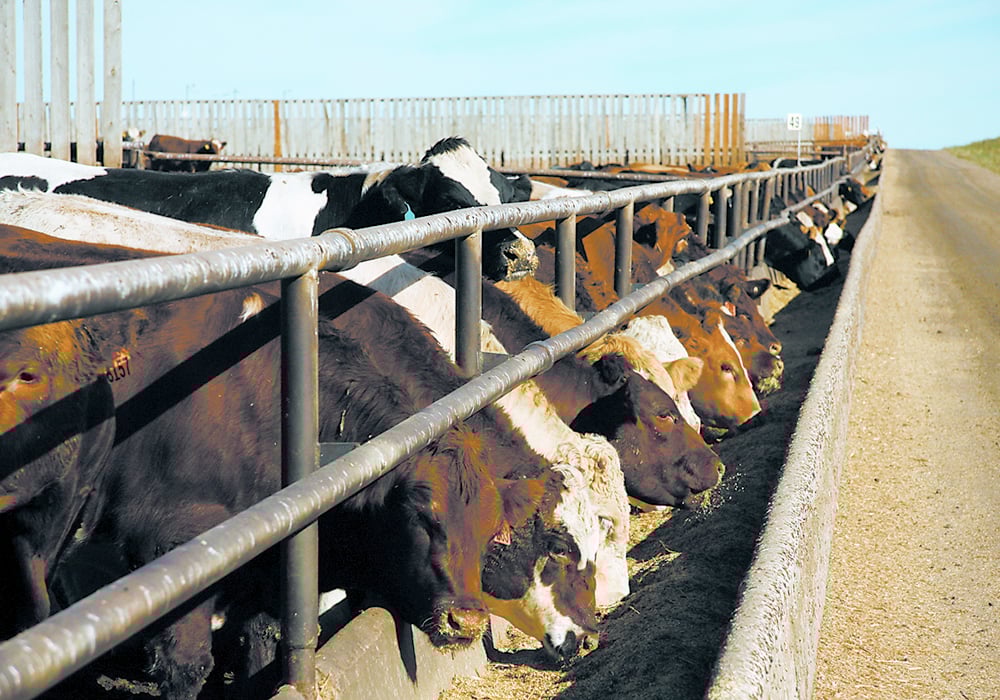 Cattle in a feedlot eating from a trough.