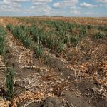 Drought has caused a wheat crop to turn brown and lay down.
