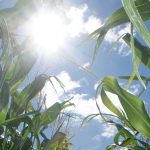 The sun shines through between the rows of corn plants.
