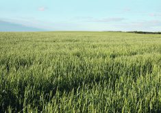 A green field of immature wheat for as far as the eye can see.