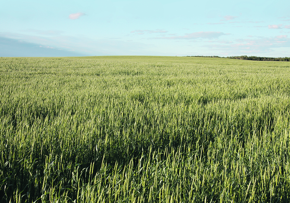 A green field of immature wheat for as far as the eye can see.