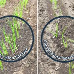Onions on the left were sprayed with the Ecorobotix ARA, which allows application of the chemical to within 1.5 inches of the crop. The nozzle applies chemical only when triggered by the sensor managing that specific row of onions. | Ecorobotix photo