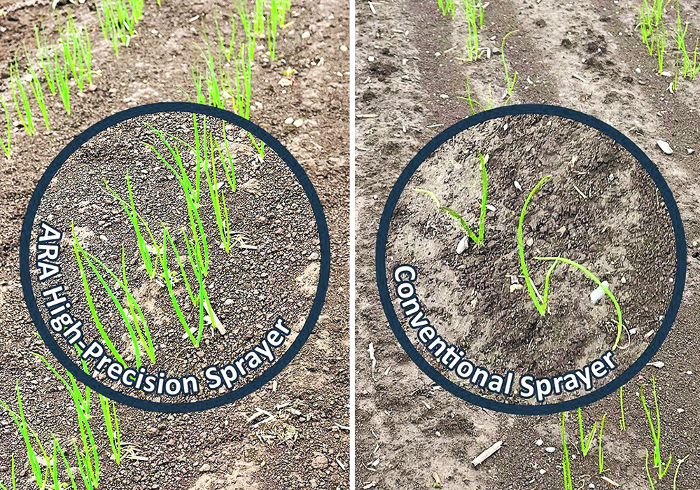 Onions on the left were sprayed with the Ecorobotix ARA, which allows application of the chemical to within 1.5 inches of the crop. The nozzle applies chemical only when triggered by the sensor managing that specific row of onions.  |  Ecorobotix photo