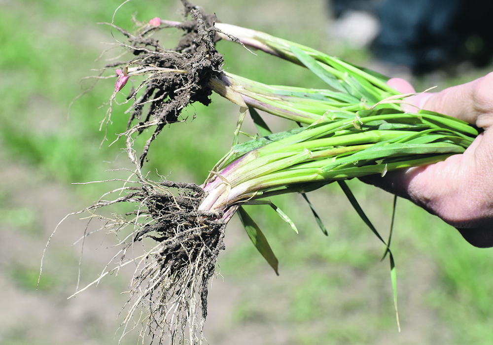 Close-up of the roots of three plants being held in a hand.