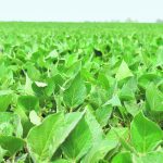 A low-level shot of a soybean field with plants fading into the distance.