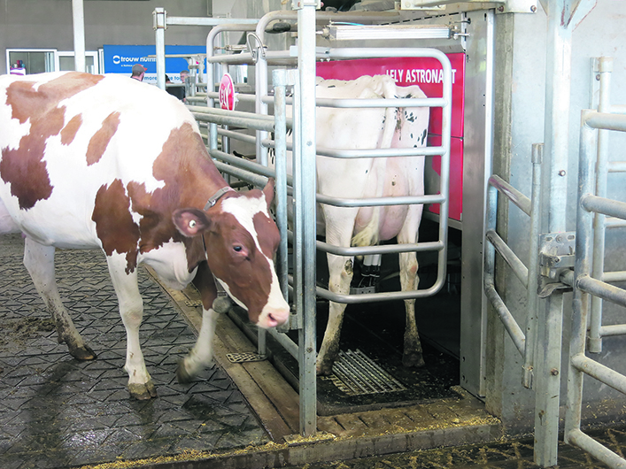 A dairy cow is in a robotic milking pen.