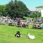 Two dairy cows lay in a grass pasture while farm visitors enjoy a pancake breakfast behind a post and rail fence in the background.