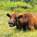 A cow is laying in a lush green pasture.