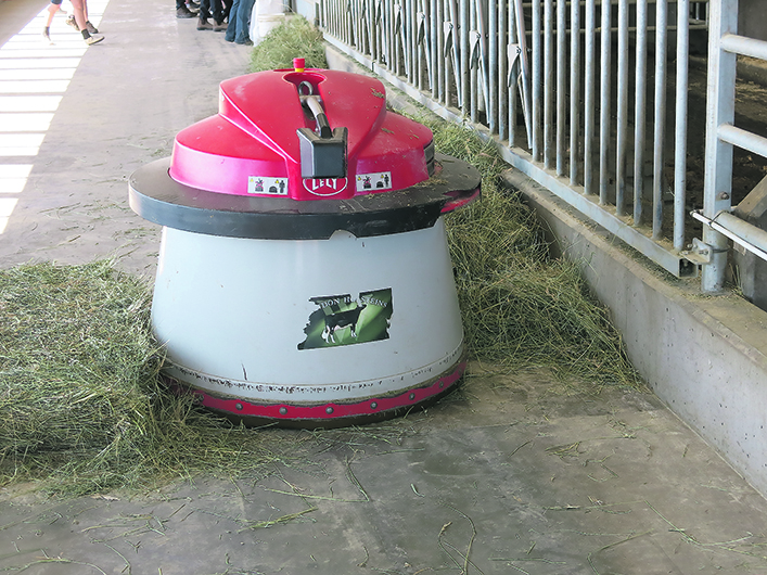 A barrel-like robot pushes feed back closer to the cattle in a dairy barn.