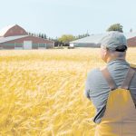 A farmer stands in his ripe wheat field looking back at his farmyard.