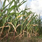 A stand of drought-stunted corn.