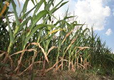 A stand of drought-stunted corn.