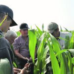 Levi Johnson, Ross McKenzie, Gord Graham and Blaine Johnson check a soil sample in a corn silage crop. | Alex McCuaig photo