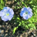Statistics Canada estimates growers planted 609,000 acres of flax this year, a 22 percent decline from last year. It is the smallest flax crop in 73 years. | File photo