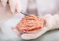 Photo illustration showing meat in a petrie dish.
