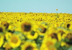 A sunflower crop shot from eye level - yellow flowers as far as the eye can see.