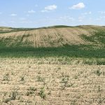 A drought damaged field - some green crop, mostly dead, brown plants.