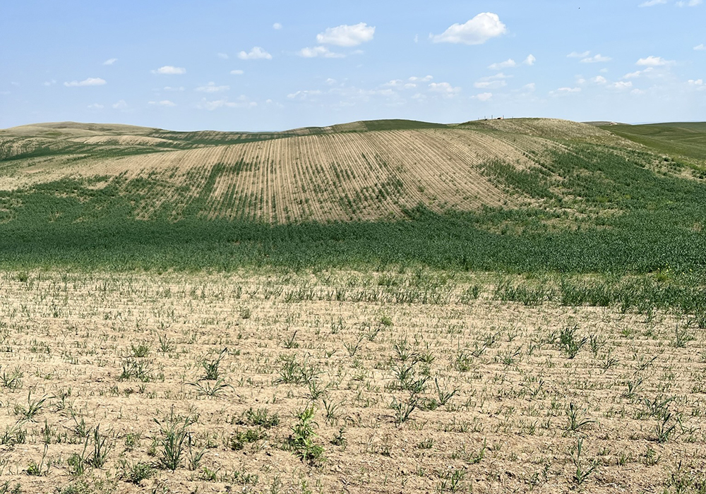 A drought damaged field - some green crop, mostly dead, brown plants.