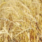 A ripe wheat crop.