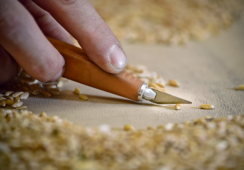 Close-up of a hand holding precision knife to cut a wheat kernel.