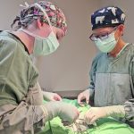Two veterinarians in surgical garb about to operate on an unseen animal hidden beneath a blanket covering all but the incision area.
