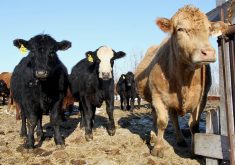 The Canadian Food Inspection Agency updated the ongoing investigation and testing July 12. | File photo