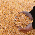 Brazil harvested a record crop of 133 million tonnes of corn in a year when U.S. production was slashed 10 percent by drought | File photo