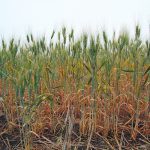 A drought-stunted crop of durum is seen from ground level.