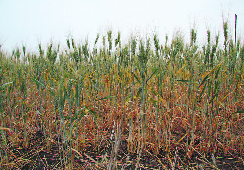 A drought-stunted crop of durum is seen from ground level.