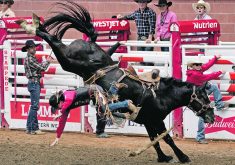 Kolby Wanchuk of Sherwood Park, Alta., is bucked off Killing Time in the saddle bronc event. | Reuters/Todd Korol photo