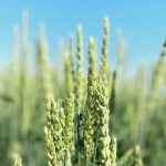 A lot of growers may be applying too much nitrogen when planting wheat. The result is too many tillers per plant and lodging. | File photo