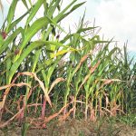 A recent experiment in Switzerland found that if plants co-operated, they could increase crop productivity. | File photo