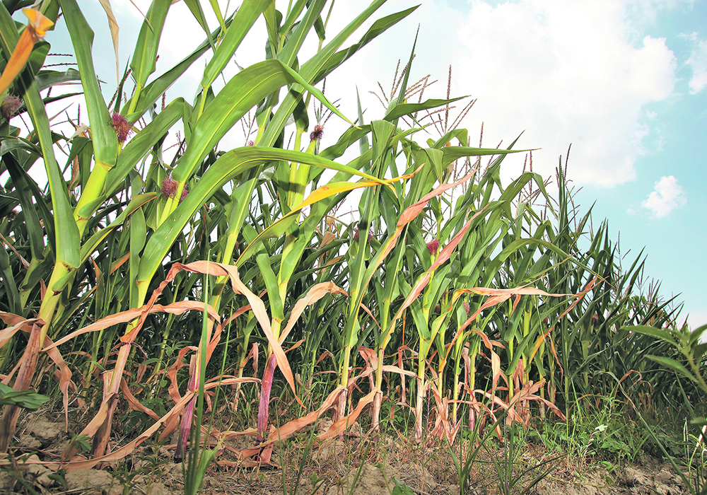 A recent experiment in Switzerland found that if plants co-operated, they could increase crop productivity.  |  File photo
