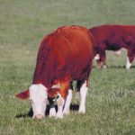 A new study shows how cow-calf producers can assess their cows without relying on feed-use efficiency, which is a typical measurement. | File photo