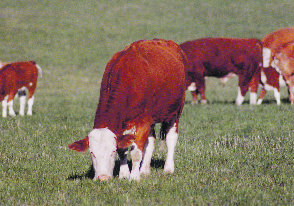 A new study shows how cow-calf producers can assess their cows without relying on feed-use efficiency, which is a typical measurement.  |  File photo